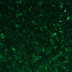 慢病毒颗粒按照不同MOI 侵染不同细胞