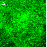 义翘转移质粒具有广泛兼容性