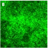 义翘转移质粒具有广泛兼容性
