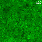 慢病毒滴度测定图