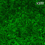 慢病毒滴度测定图