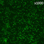 慢病毒滴度测定图