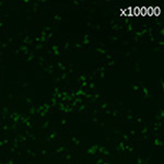 慢病毒滴度测定图