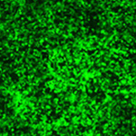 慢病毒颗粒按照不同MOI 侵染不同细胞