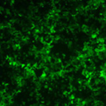 慢病毒颗粒按照不同MOI 侵染不同细胞