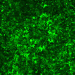 慢病毒颗粒按照不同MOI 侵染不同细胞