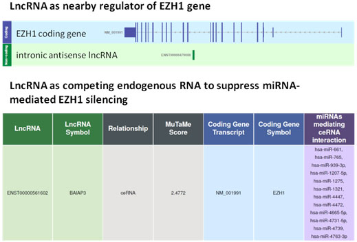 LncRNA：表观调控研究新视角