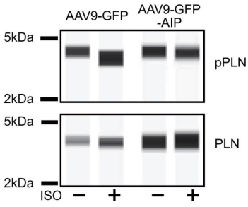 颠覆您传统认知从此享受westernblot实验