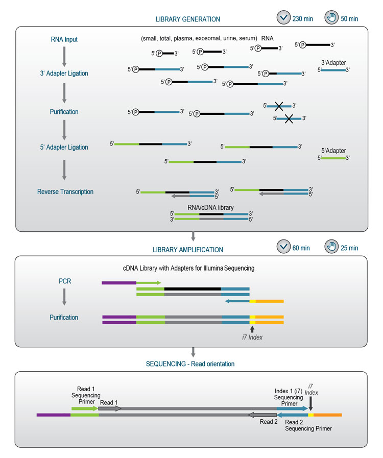 Lexogen公司Small RNASeq Library Prep Kit — 无需凝胶纯化