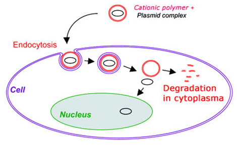图1:可生物降解的聚合物dna转染示意图