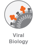 COVID_ViralBiology_Category