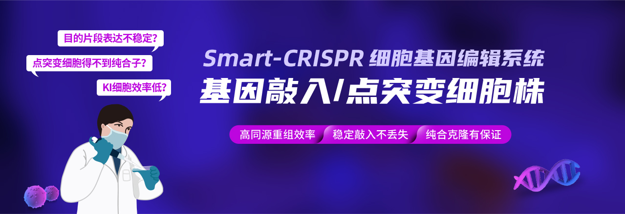 Smart-CRISPR细胞基因编辑系统 基因敲入、点突变细胞株