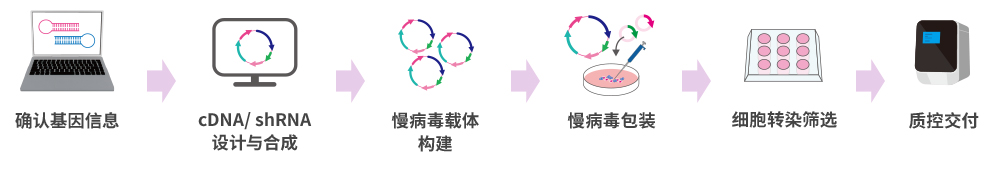 确认基因信息—cDNA/ shRNA设计与合成—慢病毒载体构建—慢病毒包装—细胞转染筛选-质控交付