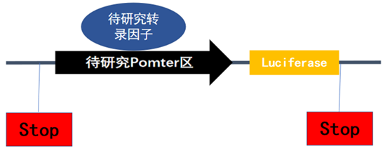 转录因子与启动子调控示意图