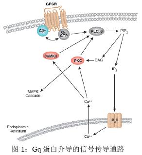 小凹蛋白-1调节细胞外钙敏感受体介导no生成的作用机制