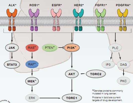 的治疗方案主要是靶向激活的受体酪氨酸激酶(ptks)或相关下游信号通路