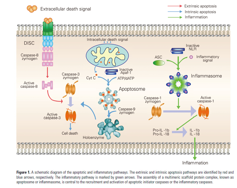 凋亡复合体和炎性体:caspase活化的保守装