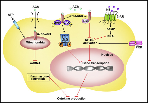 一篇适合精读的immunity文章神经和免疫系统沟通细节