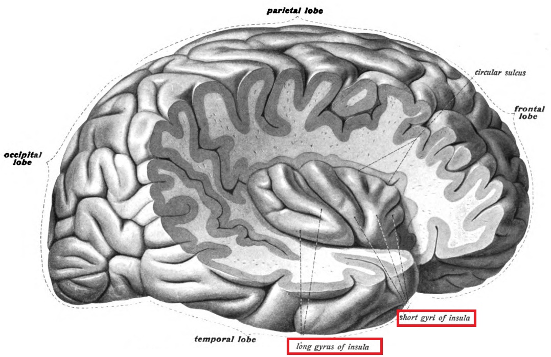 elife文章报道,特殊脑区"岛叶皮层(insula也称insular cortex)"对"