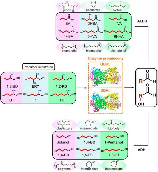 c4~c6醇酸类化合物人工途径简图