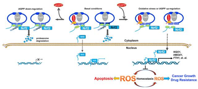 哈工大胡颖组cancercell揭示肿瘤细胞调控氧化应激的新机制