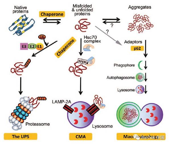 g蛋白,其为小热休克蛋白家族一员,作为重要的分子伴侣参与了pqc的过程