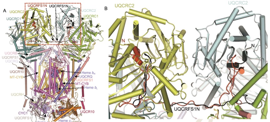 杨茂君教授发现此前认为在两个复合物iii的单体中都存在完整的uqcrfs