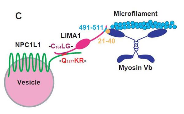 science杂志最受关注的文章6月