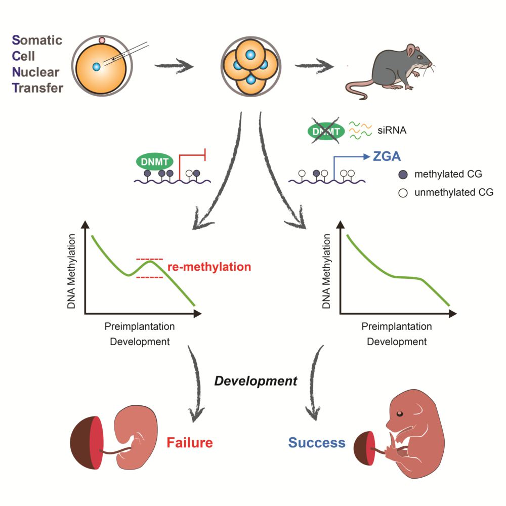 今日动态 正文体细胞核移植(somatic cell nuclear transfer, scnt)是