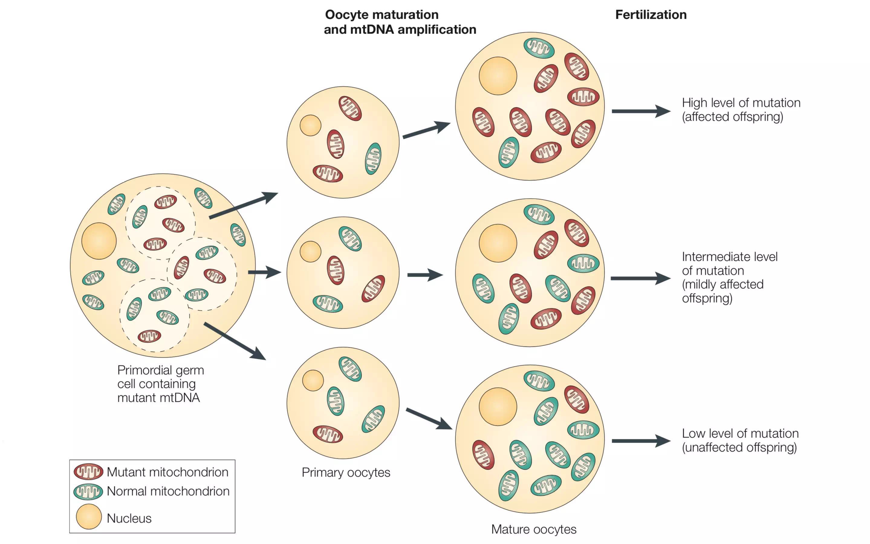 背靠背两篇naturemedicine线粒体疾病能通过基因手段治疗
