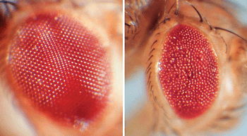 果蝇的棒状眼图片